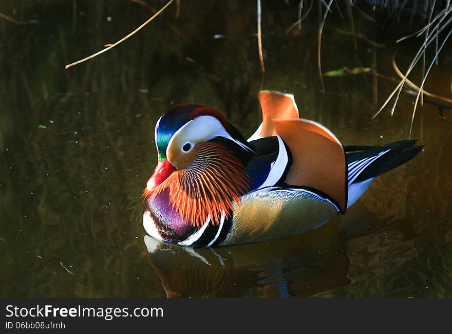 Colourful Mandarin Duck bobs demurely on a pond in a bird sanctuary in South Africa.