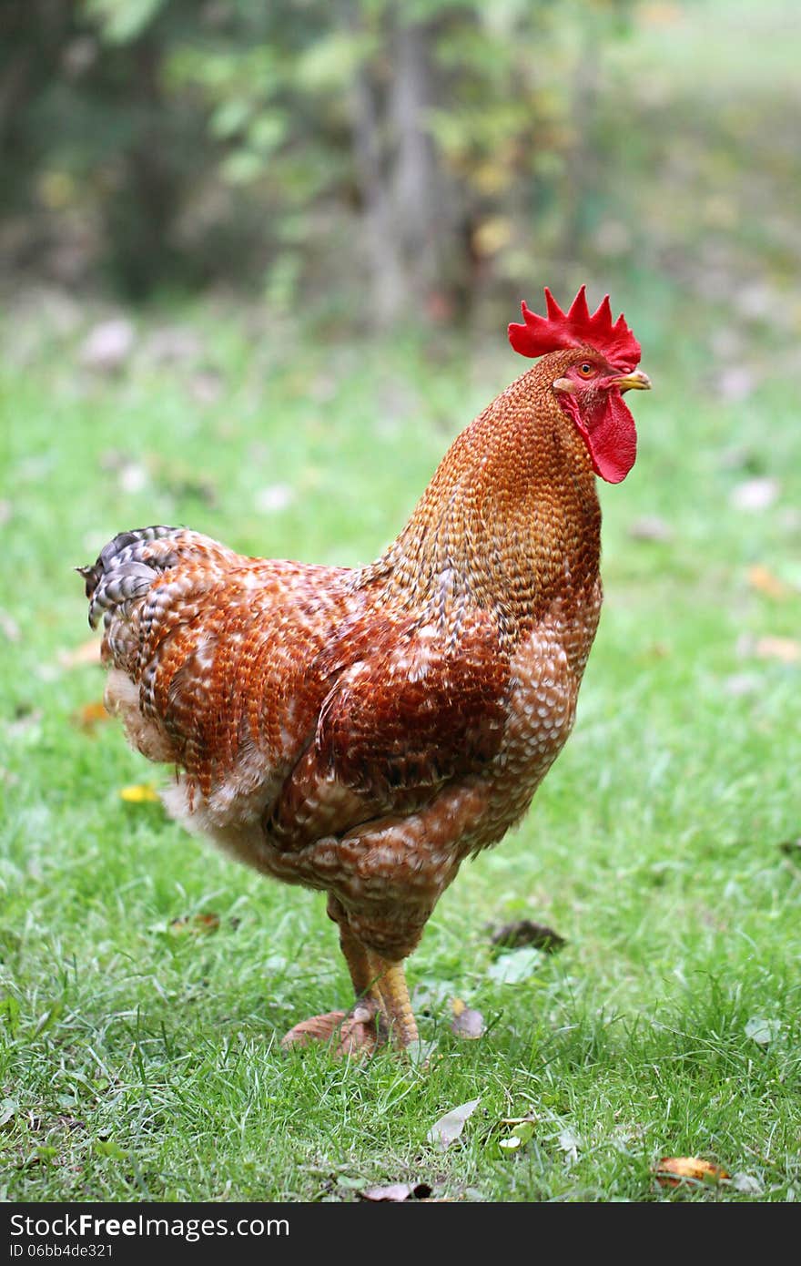 Wonderful colorful rooster on green grass. Wonderful colorful rooster on green grass