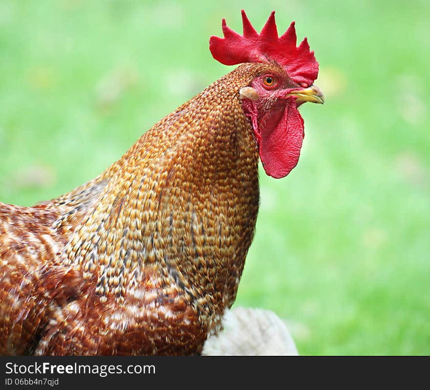 Vivid portrait of a rooster on a green background. Vivid portrait of a rooster on a green background