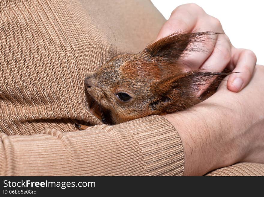 Red squirrel lying on hand