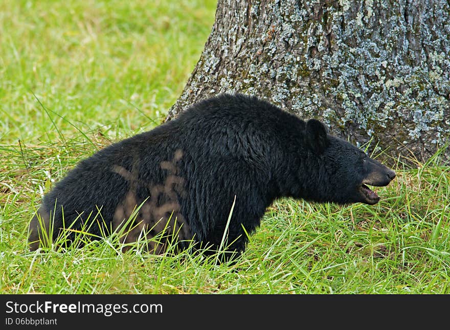 A Large Black Bear Eats Walnuts On The Ground.