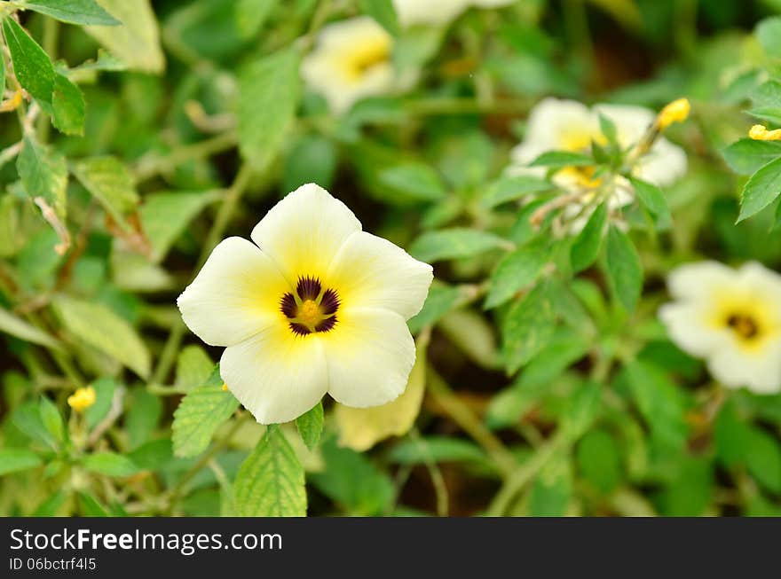 Yellow flower