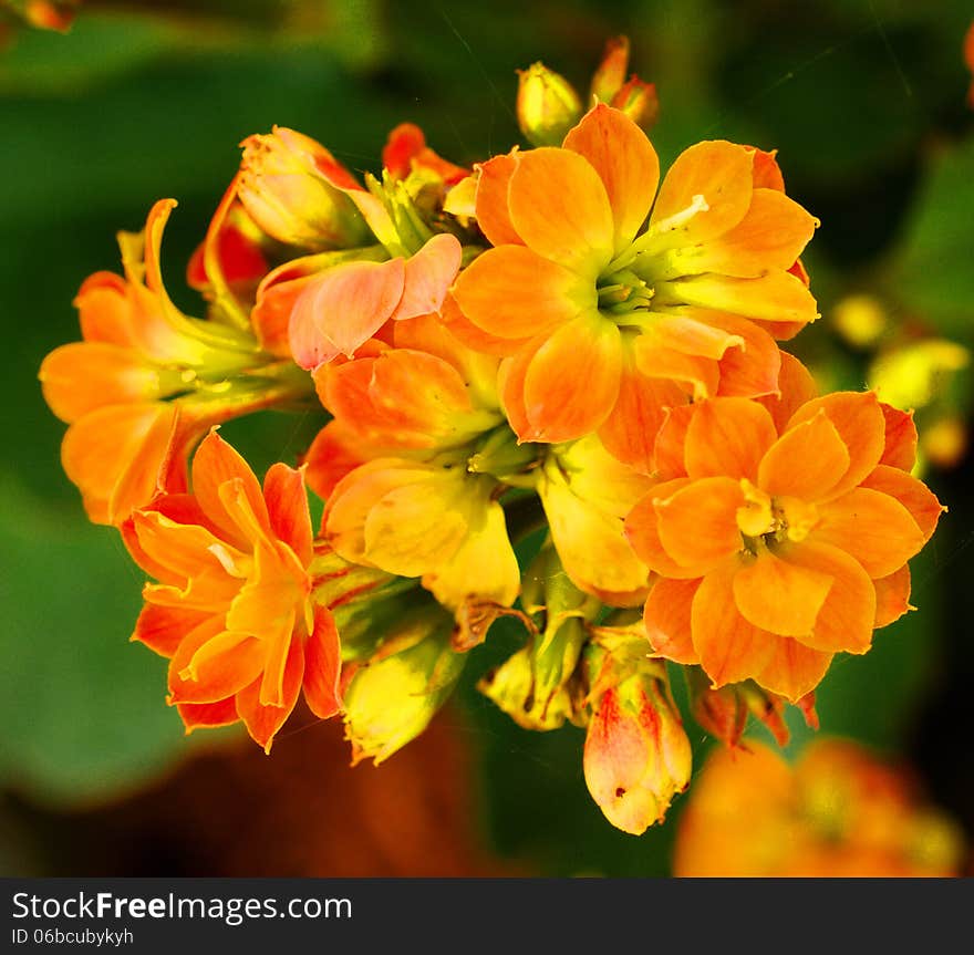 Group of orange fibrous begonia.