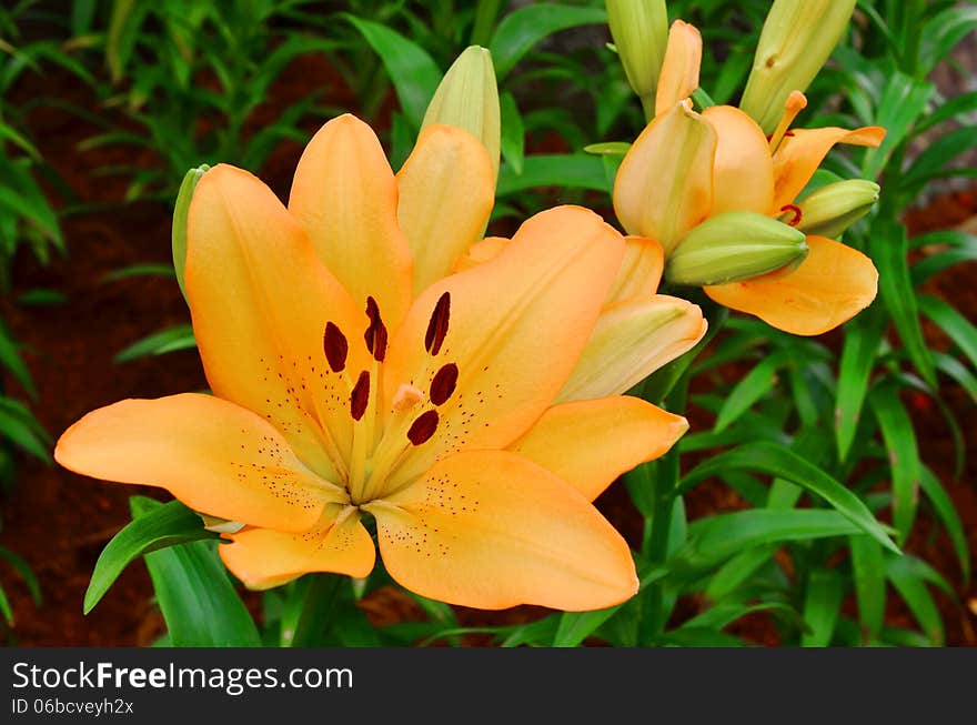 Detail of Lily at pollen to ground