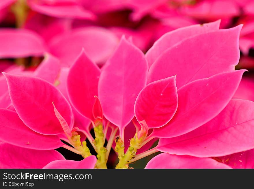 Poinsettia fresh on soft background.