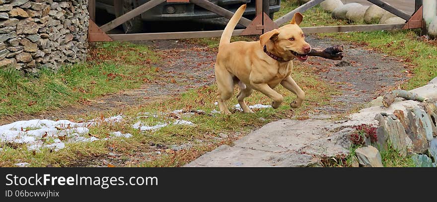 Young labrador puppy running with a stick in his mouth