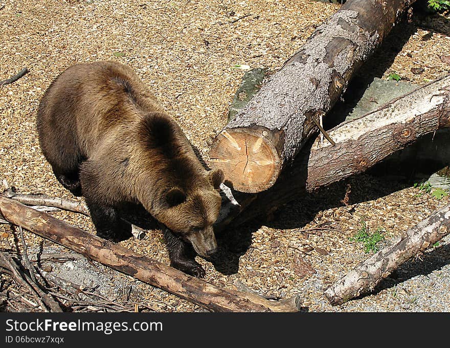 Bear in nature in a cage. Bear in nature in a cage