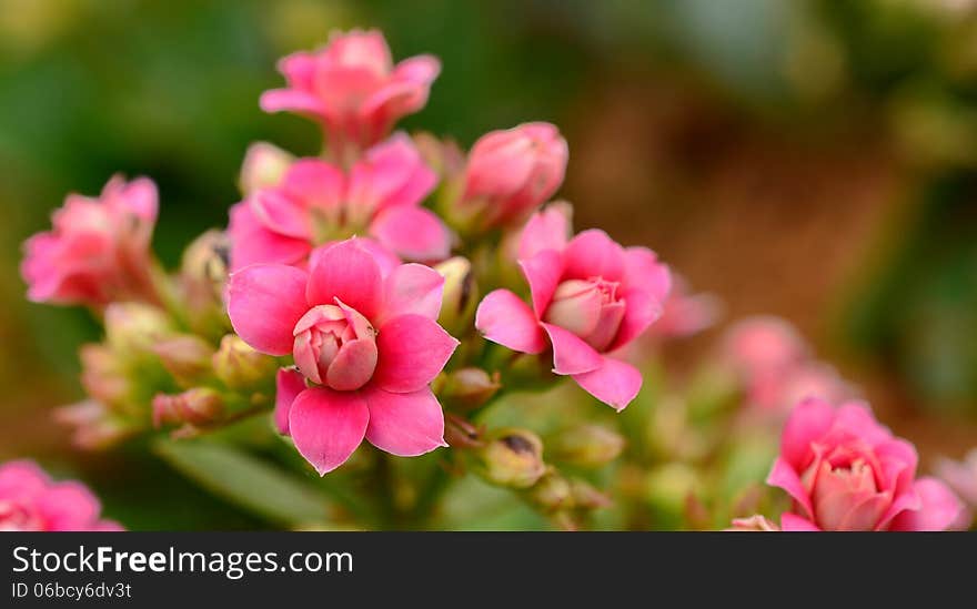 Flaming Katy beautiful pink color.