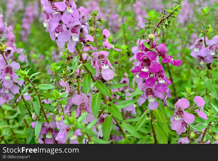 Salvia nemarosa closeup in front of for background.