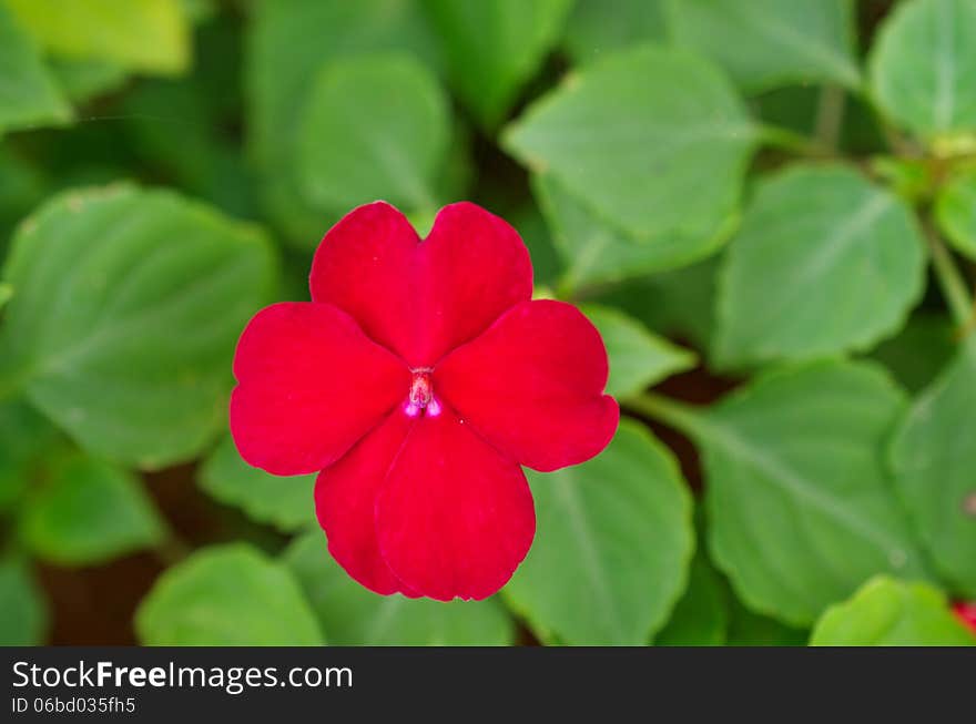 Impatien red color and green leaf. Impatien red color and green leaf.