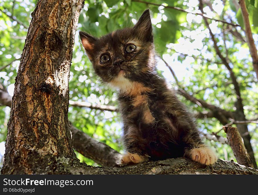 Heartwarming Tricolor Kitten