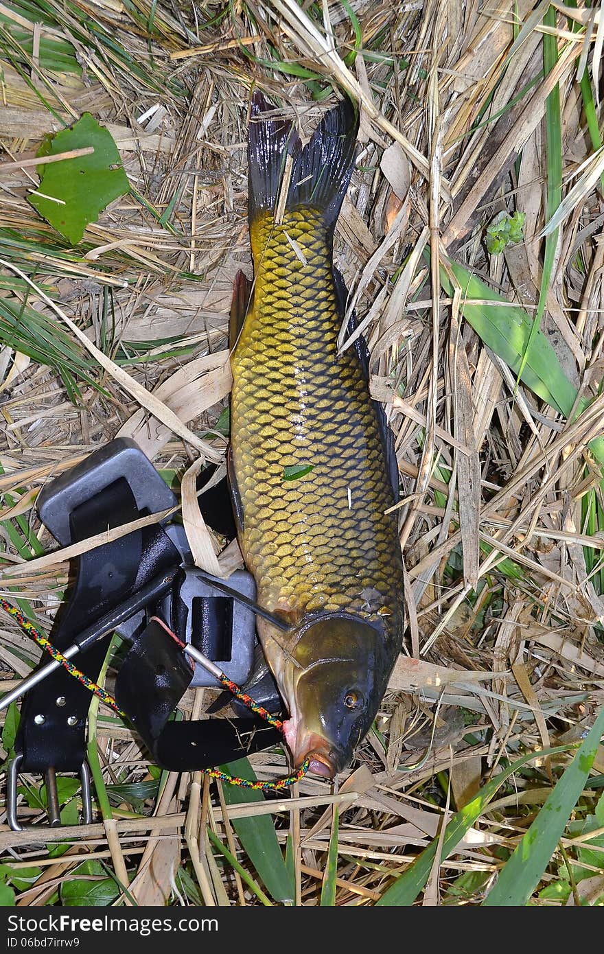 Fish carp has a beautiful Golden color