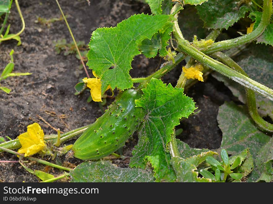 Green cucumber growing in the garden