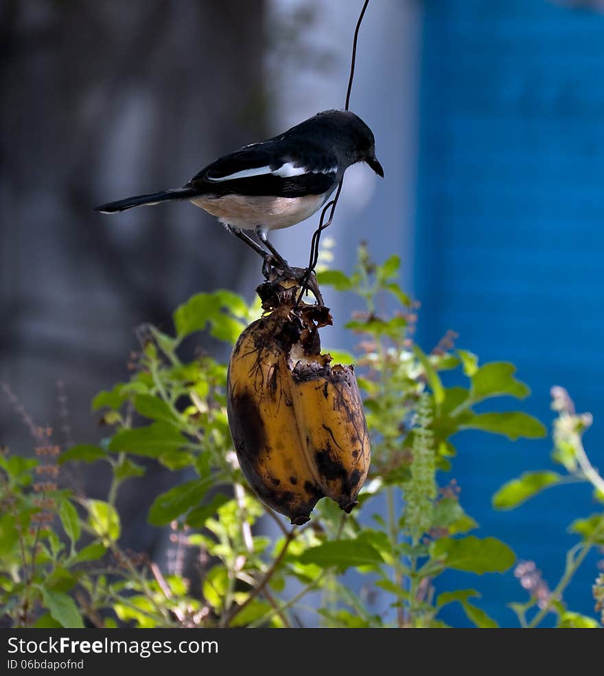 Oriental magpie robin bird eating banana
