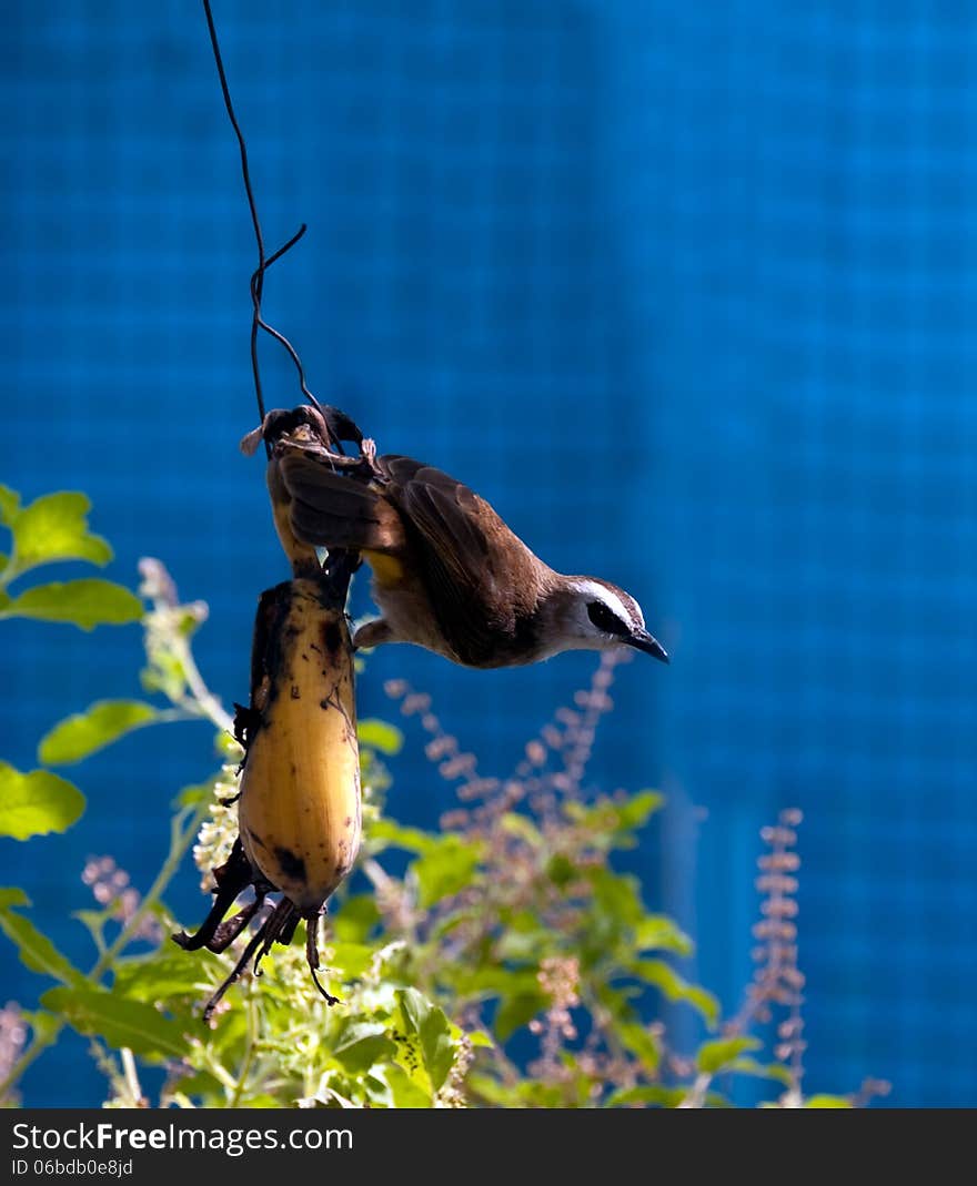 Small bird eating a hanging banana. Small bird eating a hanging banana