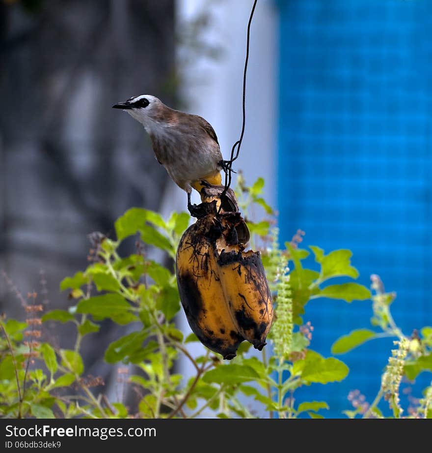 Brown small bird is eating the hanging banana. Brown small bird is eating the hanging banana