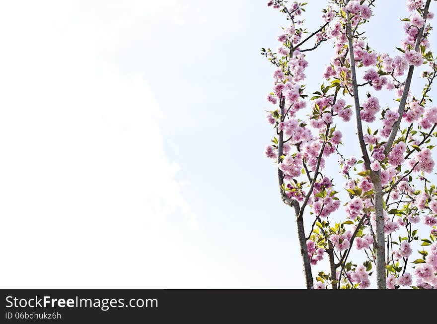 Pink spring flowers on a tree against clear sky. Pink spring flowers on a tree against clear sky