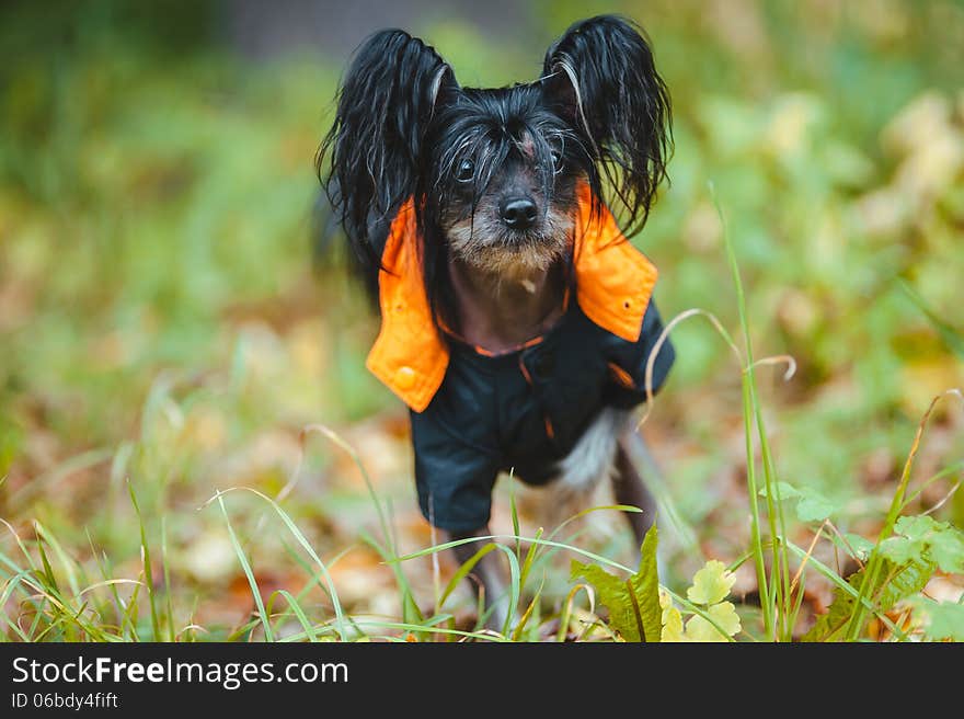 Cute Small Dog Sitting In Grass