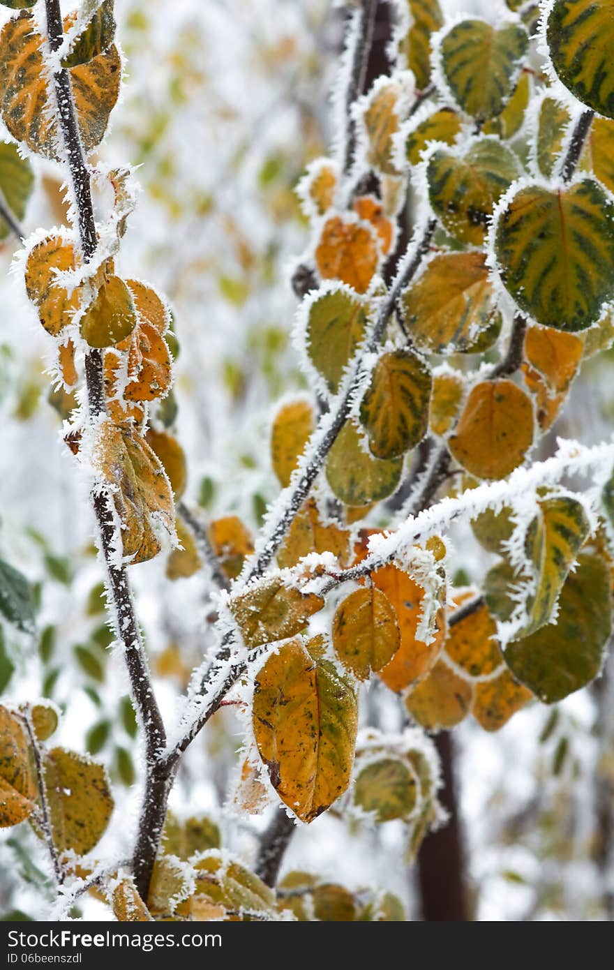 Autumn leaves and freezing fog