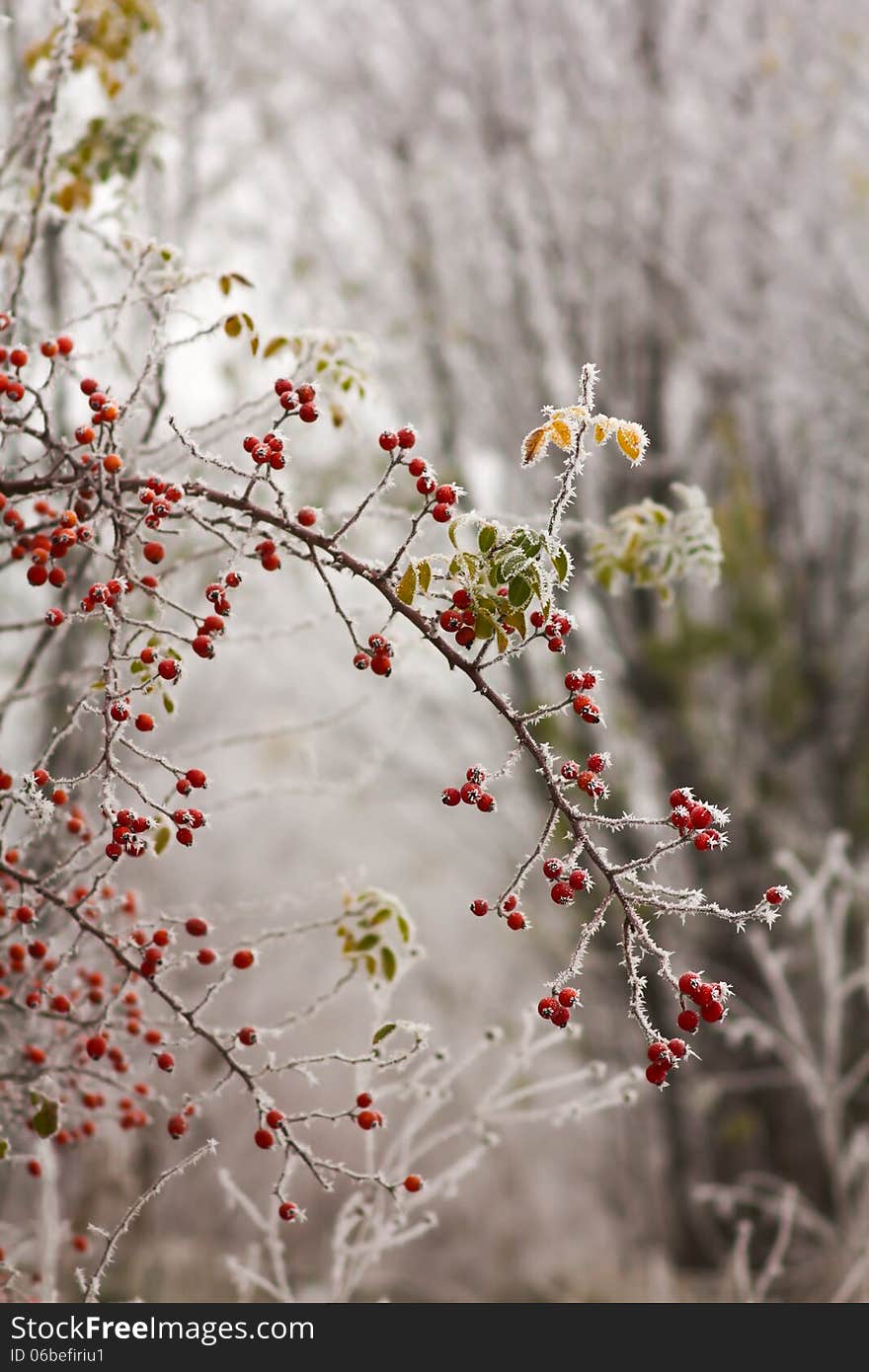 Red briars fruit covered by freezing fog. Red briars fruit covered by freezing fog