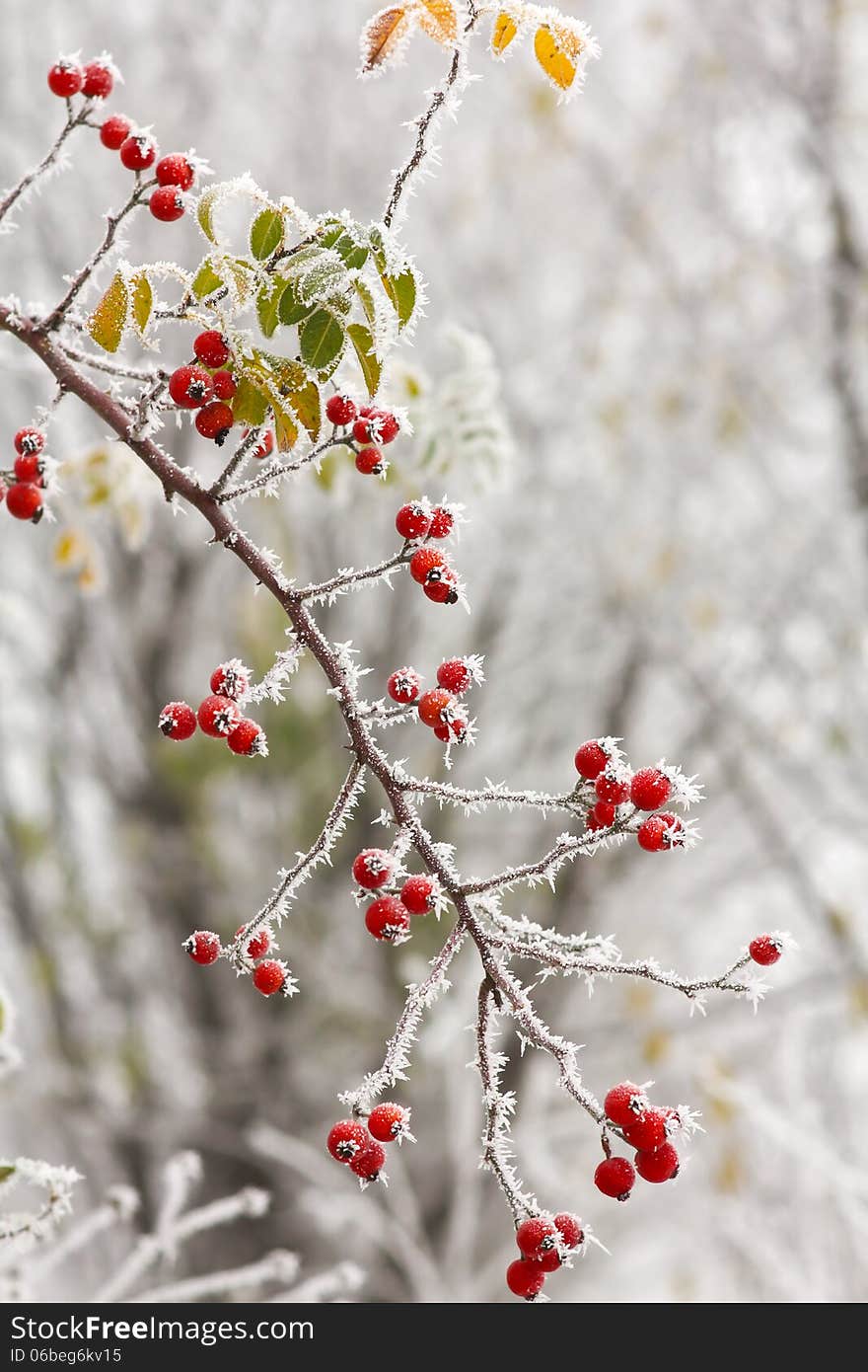 Red briars fruit covered by freezing fog. Red briars fruit covered by freezing fog