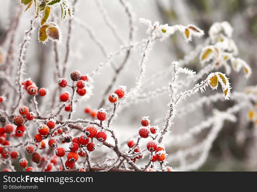 Briars Fruit And Freezing Fog