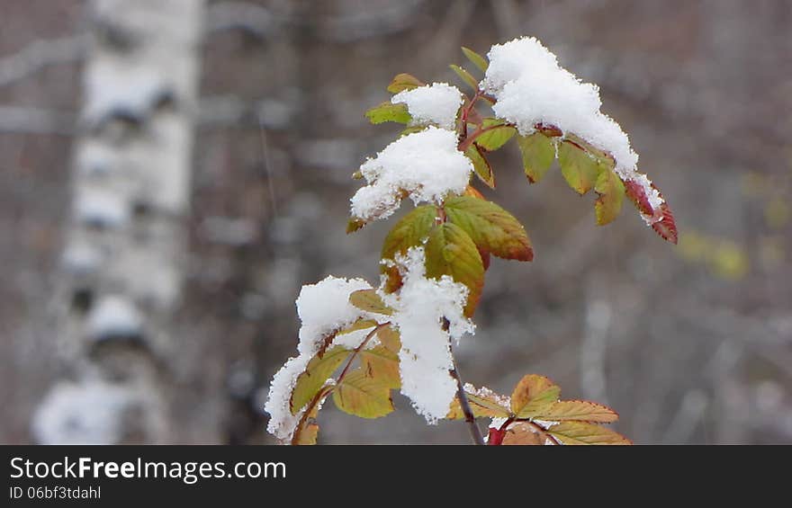 Green Leaves under the snow. Green Leaves under the snow.