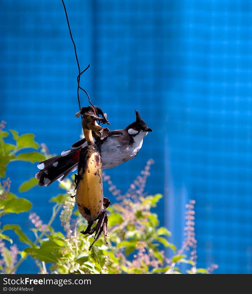 Red-whiskered bulbul bird is eating a hanging banana. Red-whiskered bulbul bird is eating a hanging banana