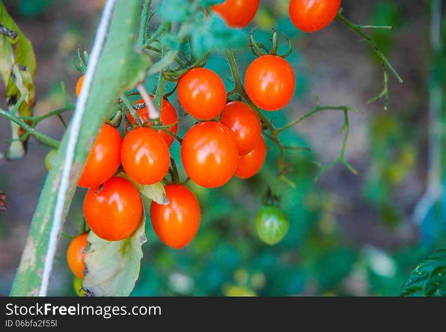 Small Tomatoes