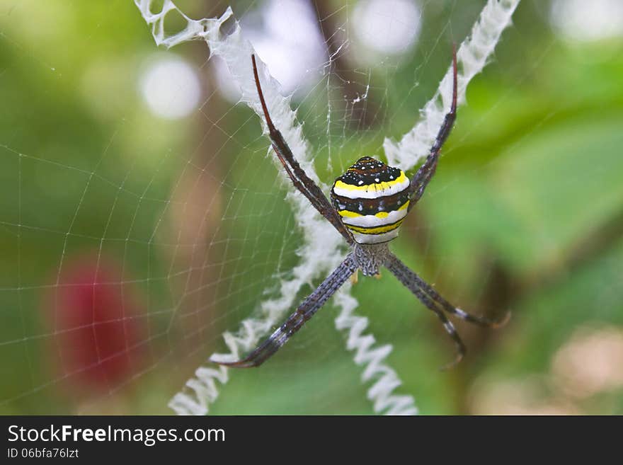 Beauty insect on web in forest