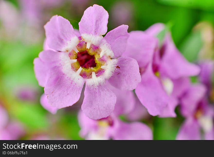 Angelonia goyazensis Benth flowers