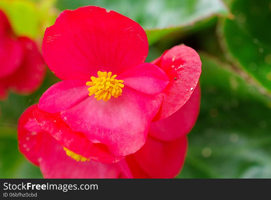 Fresh pollen of red fibrous begonia