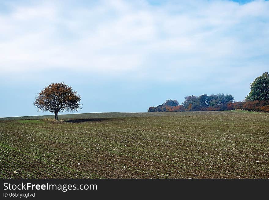 Lone tree on the field