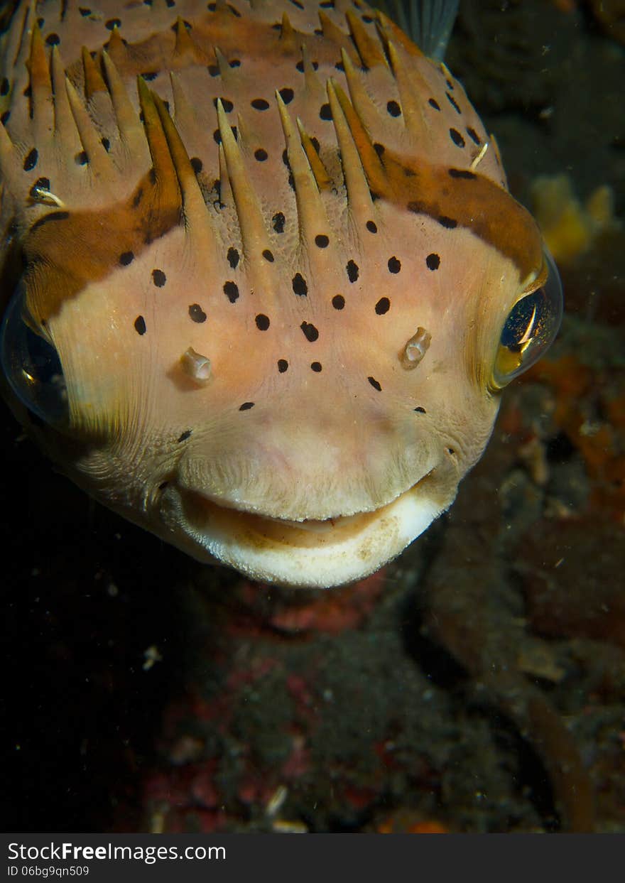 Balloonfish