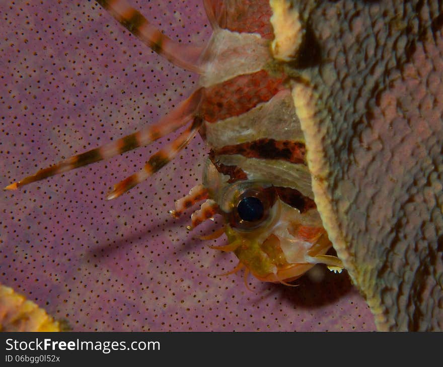 Zebra Lionfish