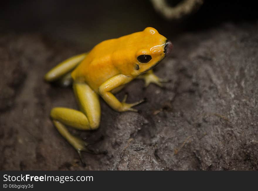 Yellow Frog