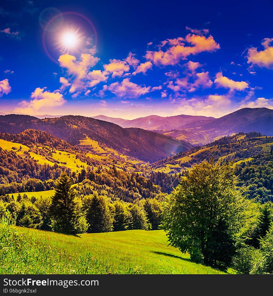 Coniferous forest on a steep mountain slope