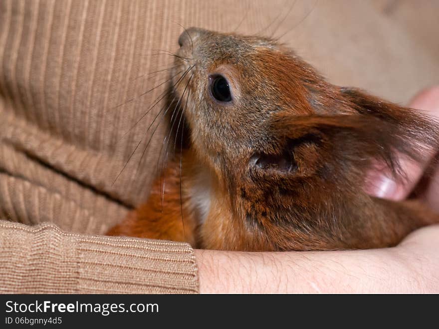 Red squirrel lying on hand