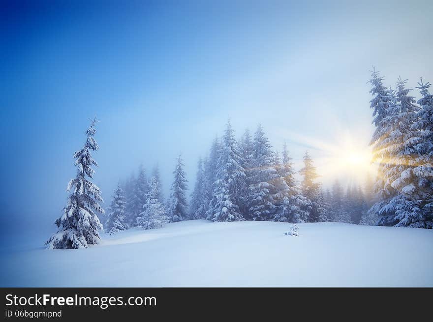 Winter landscape with fog in a mountain forest. Evening with the warm rays of the sun. Winter landscape with fog in a mountain forest. Evening with the warm rays of the sun