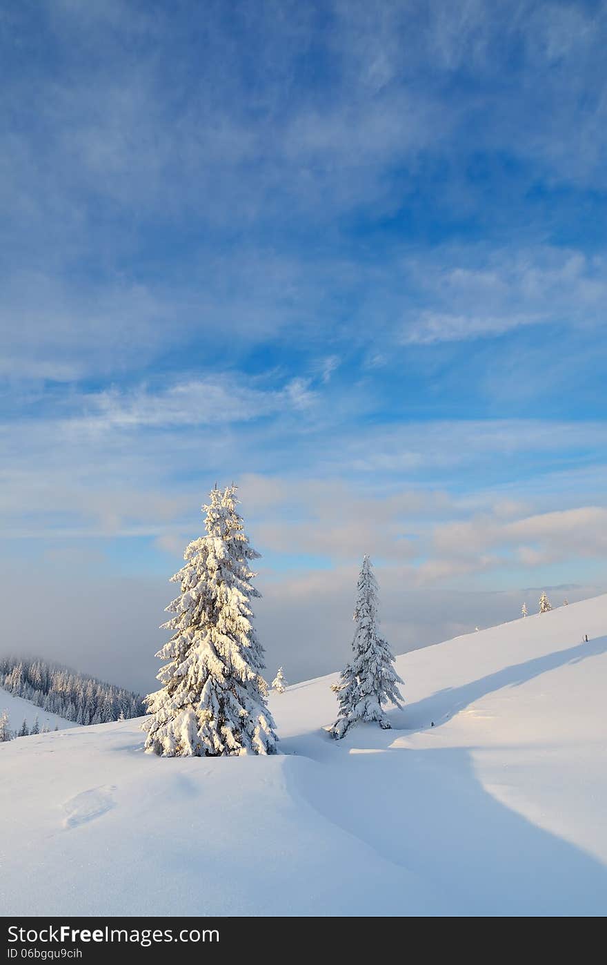 Winter landscape with snow-covered trees in a mountain valley. Ukraine, Carpathians