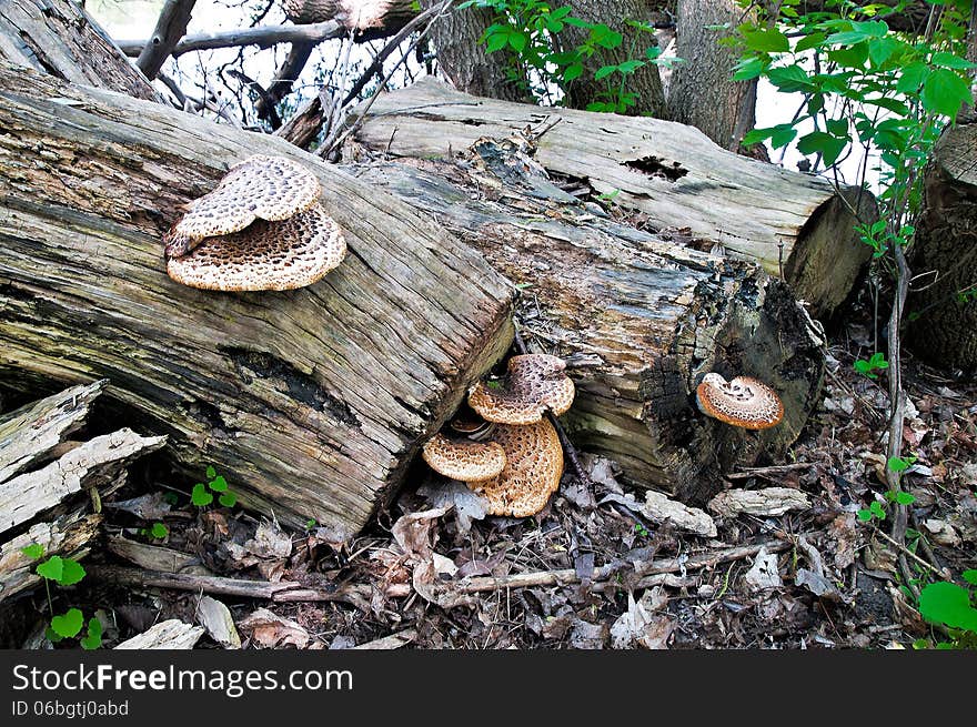 Wild mushrooms grow on fallen trees of fast near the river. Wild mushrooms grow on fallen trees of fast near the river