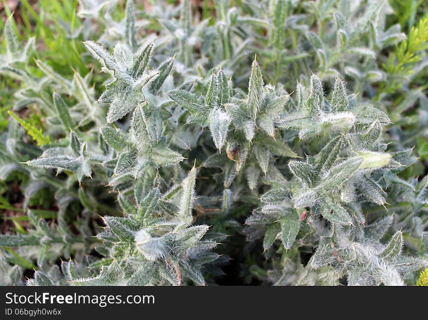 Green vegetative background