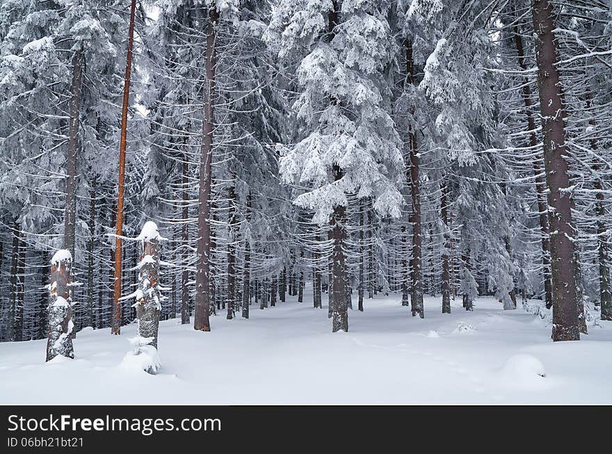 Winter landscape overcast day in a mountain forest. Winter landscape overcast day in a mountain forest