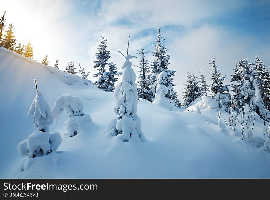 Fresh snow in the mountain forest. Winter landscape with pine woods. Fresh snow in the mountain forest. Winter landscape with pine woods