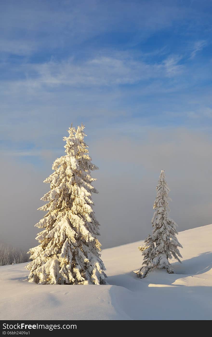 Two snow-covered trees