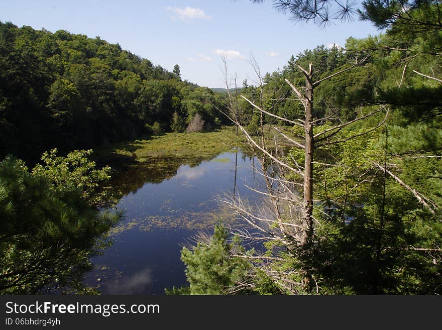 Forest Pond