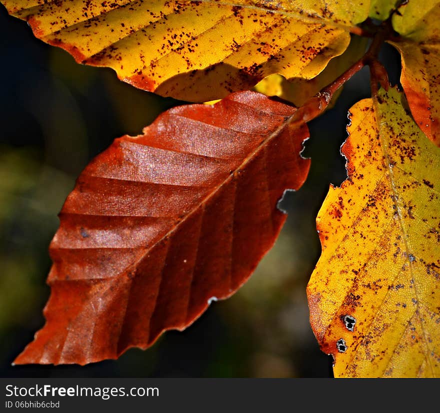 Autumn background beech leaves brown and yellow. Autumn background beech leaves brown and yellow