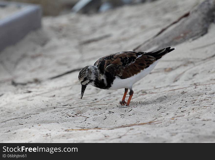 Ruddy Turnstone