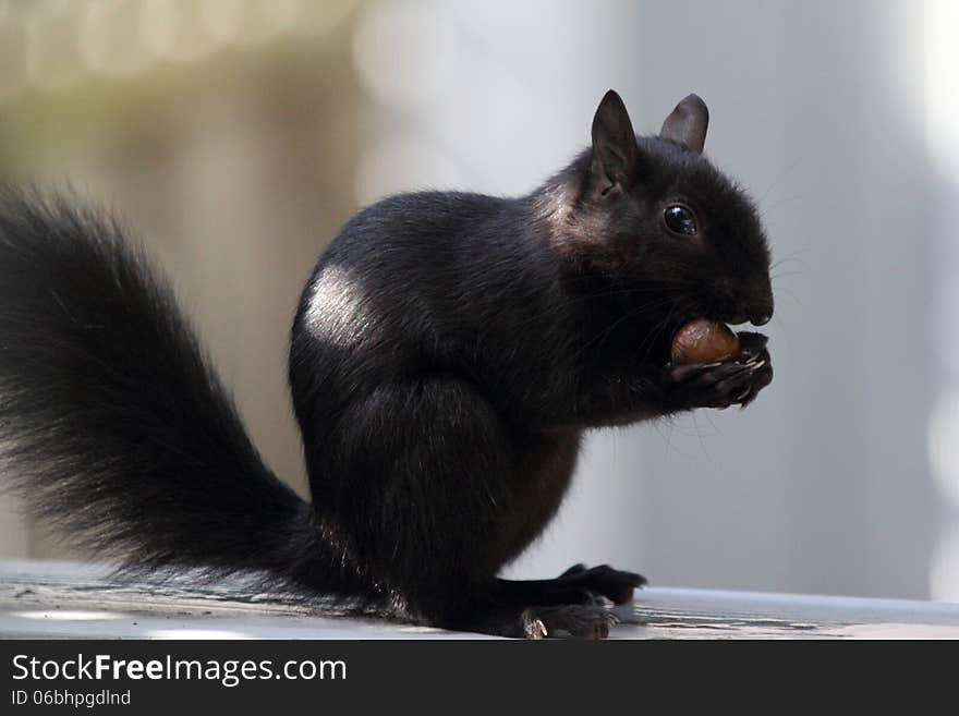 Black Squirrel