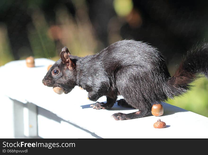 Black Squirrel